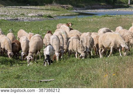 Flock Of Sheep Grazing Grass In A Streambed In Springtime.