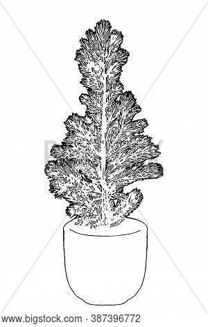 Evergreen Young Fir Tree In The Pot. Growing Christmas Tree To Decorate And To Plant Lately In Natur