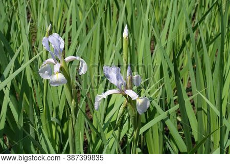 Two Light Violet Flowers Of Irises In Late Spring