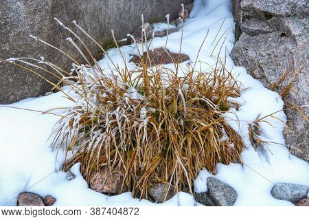 Dry Grass In The Dunes Covered By Snow. Lley View. Kyrgyz Alatoo Mountains.