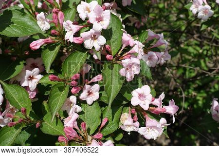 Five Lobed Pink Flowers Of Weigela Florida In Mid May