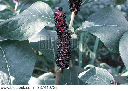 Unusual Beautiful Poisonous Plant American Lakonos Grows In The Garden