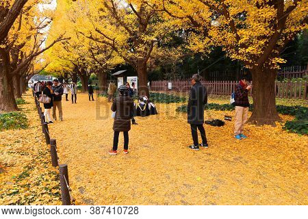 Tokyo, Japan - November 30, 2016: People Celebrate Ginkgo Avenue Autumn Foliage In Tokyo, Japan. Ich