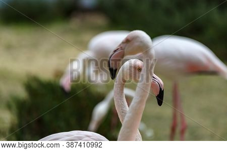Pink Flamingo Portrait, Eye Closeup. Wild African Bird. Exotic Tropical Enimal Funny Photography. Be