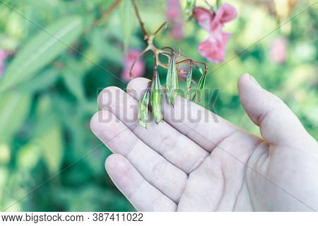 Himalayan Balm Seeds In Hand Close Up Photo. Policeman Helmet Plant, Bobby Tops, Invasive Asian Plan