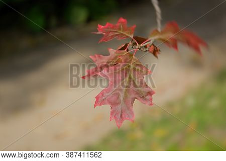 Branch With Red Leaves Of Autumn Maple