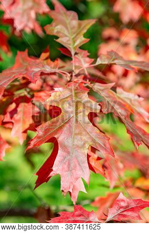 Branch With Red Leaves Of Autumn Maple