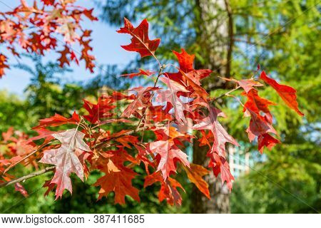 Branch With Red Leaves Of Autumn Maple