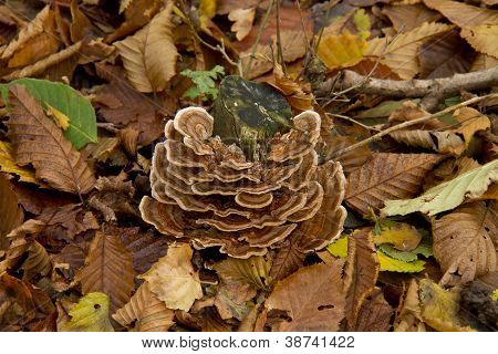 Turkeytail svamp
