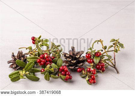 Close Up View Of Red Rowanberry Branch And Fir Cones Isolated On Greey Background.