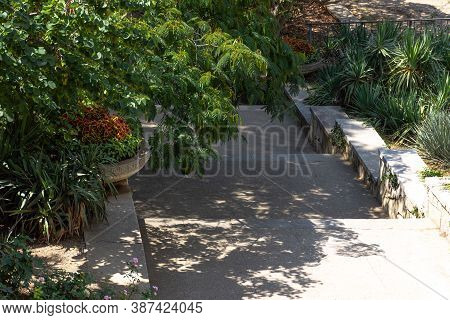 Path In The Botanical Garden. Leaves Of The Lenkoran Acacia. Nikitsky Botanical Garden In Yalta. Ped