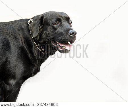 Black Labrador Retriever Dog Standing. White Background. Copy Space, Isolated On White.