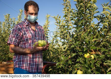 Young Man In Plaid Shirt Picking Golden Apples In A Fruit Tree Plantation With Face Mask For Coronav