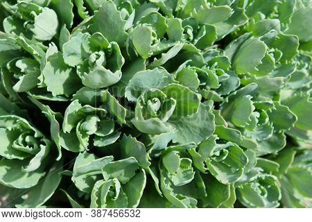 Young Shoots Of Orpine (sedum Telephium). Beautiful Green Plants. Nature Background.