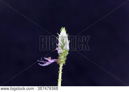 Flower Of A Scaredy Cat Plant, Coleus Caninus