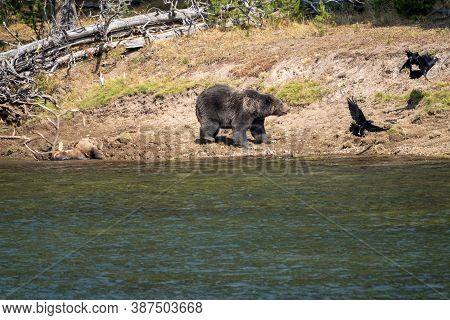 Grizzly Chases Away Ravens From His Buried Bull Elk Carcass He Caught Along The Yellowstone River, I