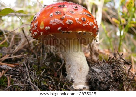 Kırmızı Toadstool
