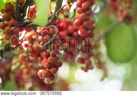 Ripe Fruit Of Magnolia Vine Schisandra On The Tree.