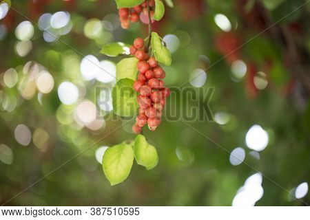 Ripe Fruit Of Magnolia Vine Schisandra On The Tree.