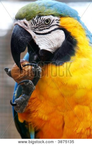close up of macaw Essen Nussbaum