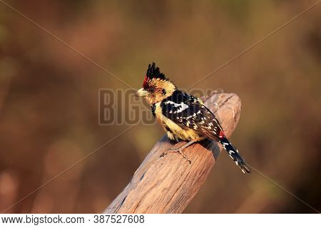 The Crested Barbet (trachyphonus Vaillantii) Sitting On A Dry Branch. A Colorful Mighty Songbird Wit