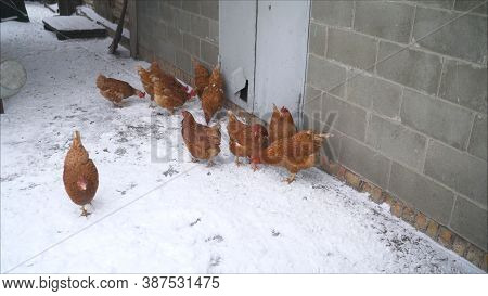 Red Hens Carry Hens In The Yard In Winter. Animal Winter Life With Hens In Red And Orange Feathers S