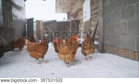 Red Hens Carry Hens In The Yard In Winter. Animal Winter Life With Hens In Red And Orange Feathers S