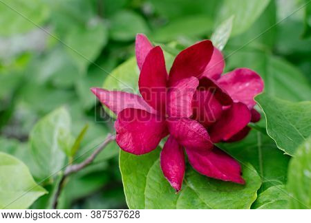 Carolina Allspice - Sinocalycalycanthus Raulstonii 