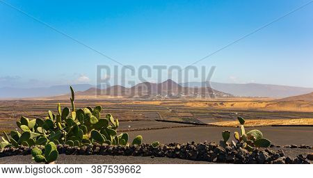 Dry Volcanic Ccultivated Fields And Cactus Lanzarote Island Spain.