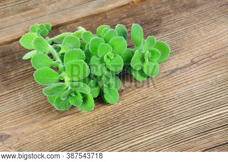 Bunch Of Indian Borage, Plectranthus Amboinicus. It Is Used As Curative And Food Plant. Good Against