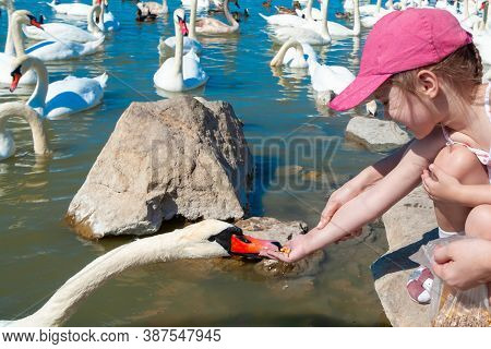 Little Beautiful Girl Fleeds A Swan On The Lake On A Summer Day