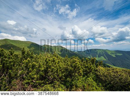 Summer Mountain Ridge And Dwarf Alpine Pine Bushes. Marmaros Pip Ivan Mountain, Carpathian, Ukraine.