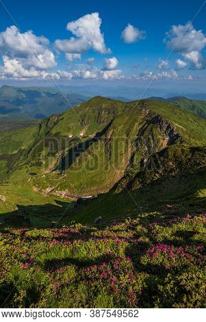 Summer Mountain Rocky Ridge, Rhododendron Flowers And Dwarf Alpine Pine Bushes. Marmaros Pip Ivan Mo