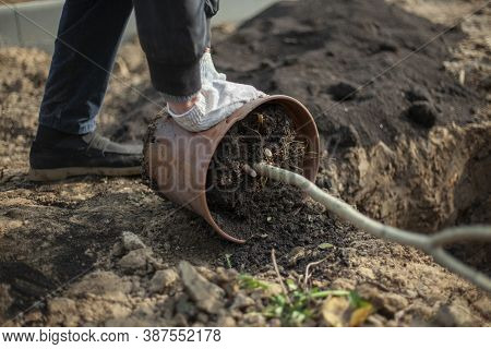 Planting A Plant In The Ground. The Gardener Prepares The Seedling For Burying Into The Soil. Planti