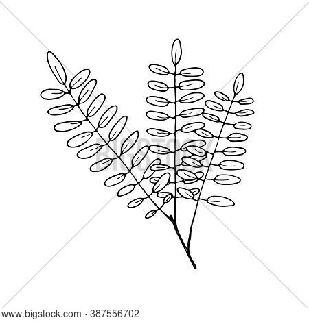 Vector Contour Rowan Leaf. Hand-drawn Outline Sketch Illustration On White Background Isolated. Orna