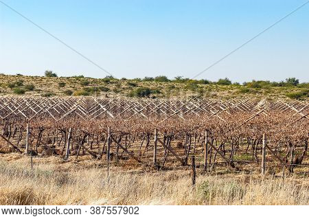 Vineyards Next To The Orange River Between Groblershoop And Upington