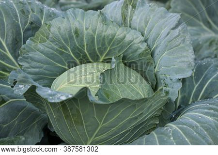 Green Cabbage In The Farm Good Vitamins For Raw Food Material And Ingredients With Water Drops Backg