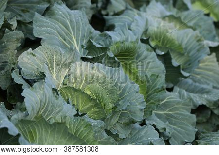 Green Cabbage In The Farm Good Vitamins For Raw Food Material And Ingredients With Water Drops Backg