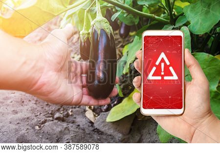 Phone In Hand Displaying A Warning On Background Of A Hand Holds An Unpicked Eggplant. Use Of Danger