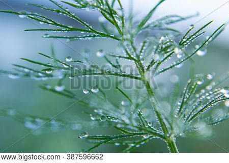 green sprig of dill with drops of morning dew.