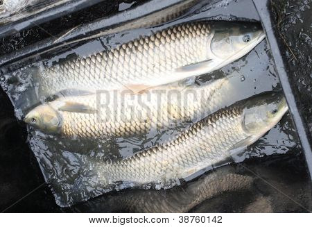 Cosecha de otoño de un blanco Amur (carpa) de vivero a los mercados de Navidad en República Checa. En