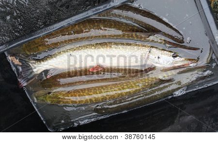 Cosecha de otoño de un Lucio de estanque de peces a los mercados de Navidad en República Checa. En Central E