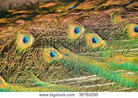 Pfau