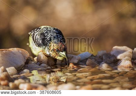 Crested Barbet Drinking At Waterhole In Kruger National Park, South Africa ; Specie Trachyphonus Vai