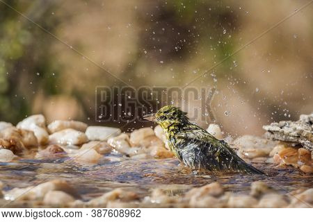 Lesser Masked Weaver Bathing In Waterhole In Kruger National Park, South Africa ; Specie Ploceus Int