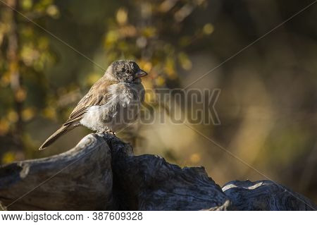 Southern Grey-headed Sparrow Standing On A Log In Fall Colors Background In Kruger National Park, So