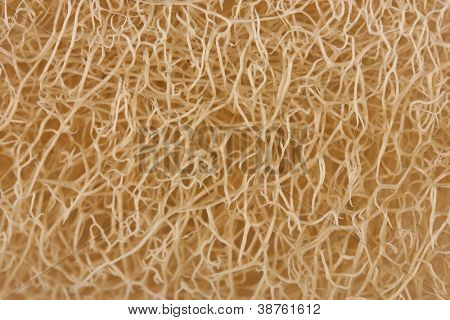 luffa tło