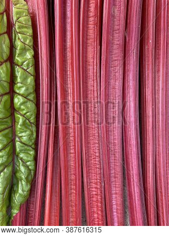 Several Stems Of Bright Red Chard Are Stacked Close To Each Other, Across A Young Green Swiss Chard 