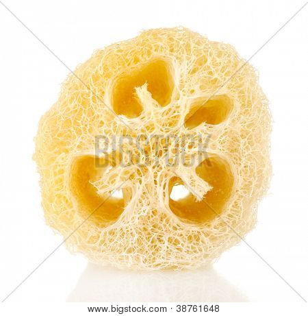 Luffa isolata on white