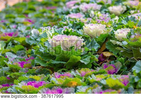 Ornamental Decorative Cabbage. Flowering Plants. Multicolored Cabbage Field. Natural Abstract Autumn